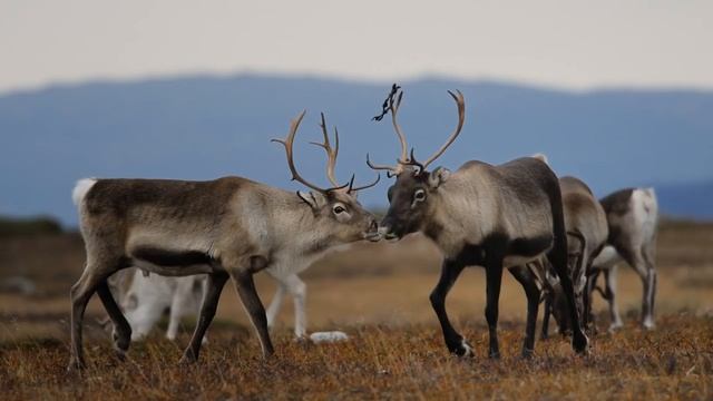 Окружающий мир 4 класс ч.1, тема урока "Тундра", с.84-94, Школа России