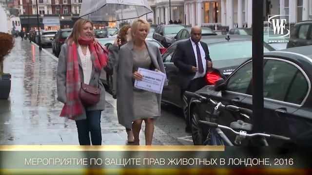 Стиль Знаменитостей: Памела Андерсон