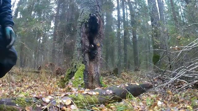 Собираем чагу на продажу.Осенний сбор чаги.
