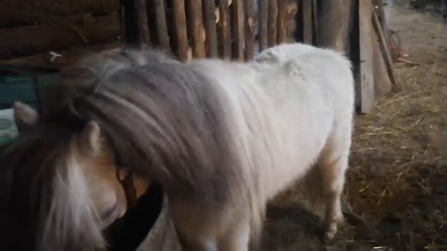 ПОНИ /ПРОДАЖА ПОНИ/