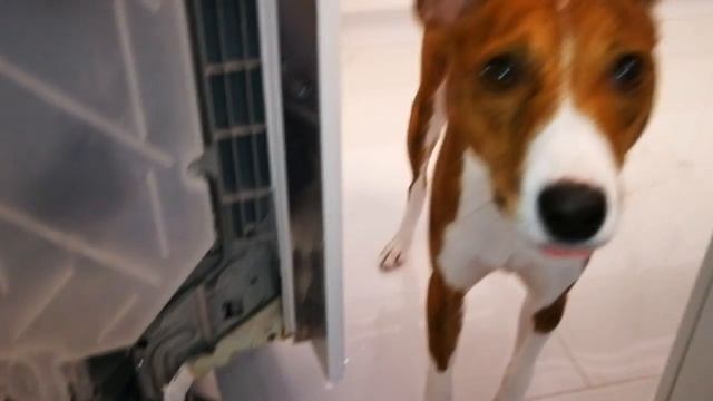 Посудомоечная машина Bosch Siemens, ошибка e19, часть 2