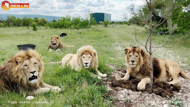 Такого вы ещё НЕ ВИДЕЛИ! Лев-навозник САМЫЙ ЛУЧШИЙ колхозник! Тайган.