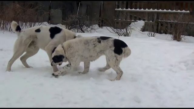 Вязка азиатов. Алабаи Малихат Намыс и Безет Асыл.