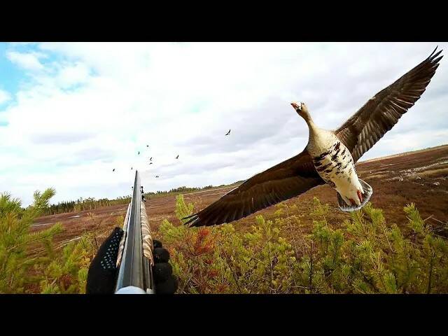 ? ЛУЧШИЕ МОМЕНТЫ С ОХОТЫ НА ГУСЯ И УТКУ .CZ mallard.mp4