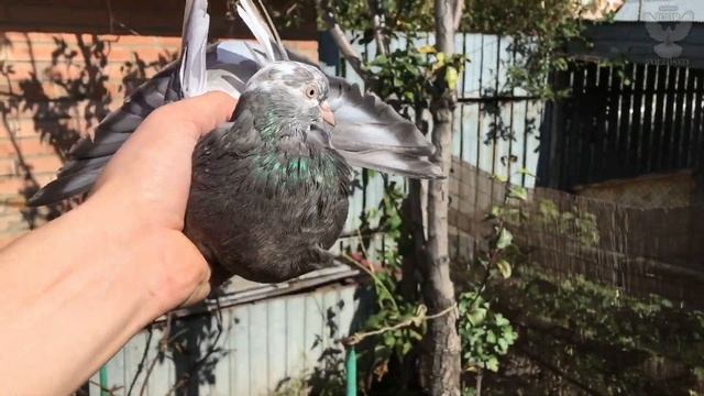 Радужные Николаевские голуби. Самара 2021