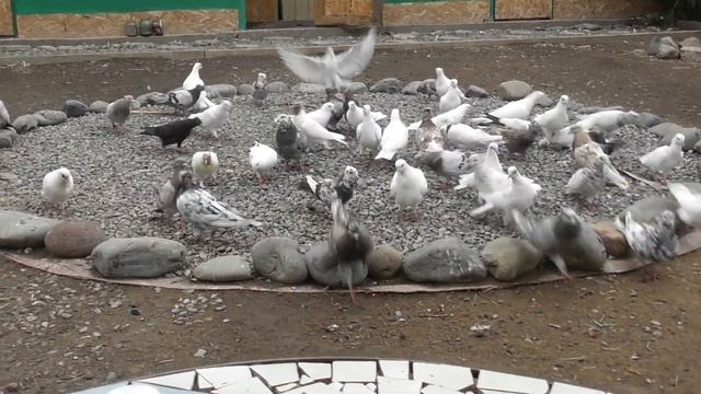 Лозеваль для профилактики лечения голубей!