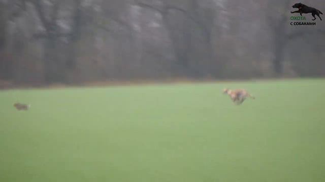 Охота с собаками на зайца .Грейхаунды и метисы хортой борзой .15 часть. сезон 2023-2024г