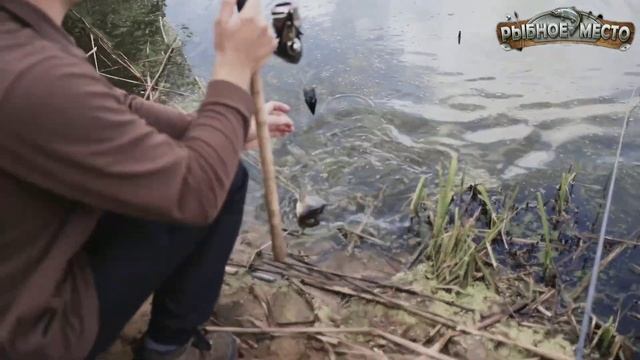 Ловля карпа в ноябре. В холодной воде клюёт как летом.