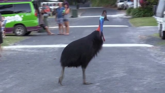 Казуар - интересные факты о самой опасной птице на Земле