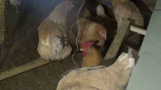 Мини-мясные красные!! Самые выгодные куры в птичьем хозяйстве! Лучшие куры!!