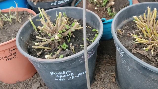 Хризантема мультифлора. При какой температуре опускаю в погреб. Чем грозит ранняя уборка.