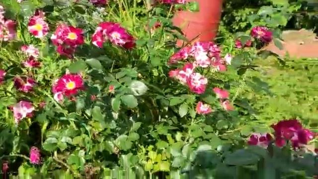 Роза Перпл Слэш