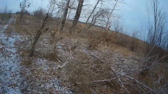 Открытие Охоты на Зайца! С Дратхааром по чернотропу 1.11.23г. #охота#на#зайца