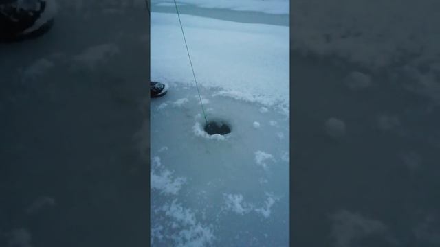 Ловля живца зимой малявочником зимним,, хапугой, зонтом. Беларусь, Минск.