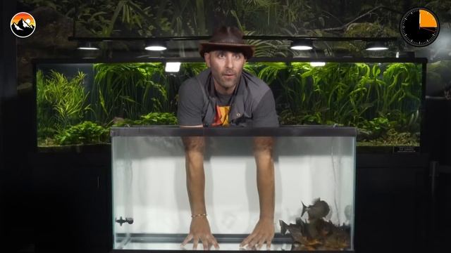 ОПУСКАЮ РУКИ В АКВАРИУМ С ПИРАНЬЯМИ / УКУС ПИРАНЬИ / Койот Питерсон на русском