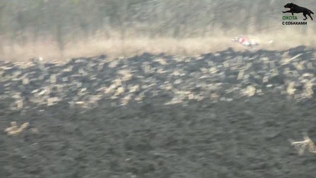 Охота с собаками на зайца. Охота с хортыми борзыми. 2 часть. 2022-2023г