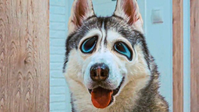 ХАСКИ ПЛОХАЯ ПОРОДА