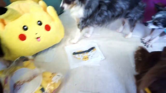 ЮМИЧУ и НАБОР ПОКЕМОНА! РАСПАКОВКА ПОКЕМОН ПОЕТ ПЕСНЮ, РЕАКЦИЯ РОДИТЕЛЕЙ на РЭП ВРЕДНОГО РЕБЕНКА