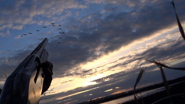 охота на гуся 2024/норму взяли