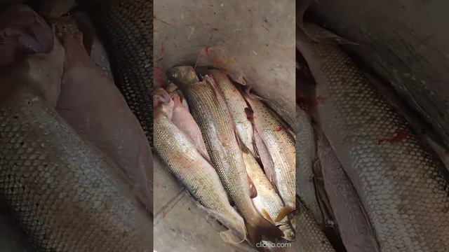 Рыбалка на реке Верхняя Ангара