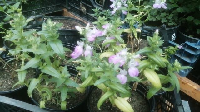 Коллинсия - цветок не нашего региона. Будьте внимательны при выборе цветочных культур.