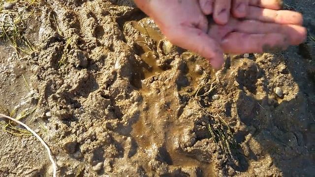 Где как копать морской червь