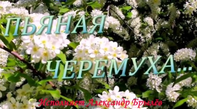 Пьяная черемуха