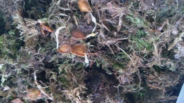 Проращивание семян лилии мартагон во мхе