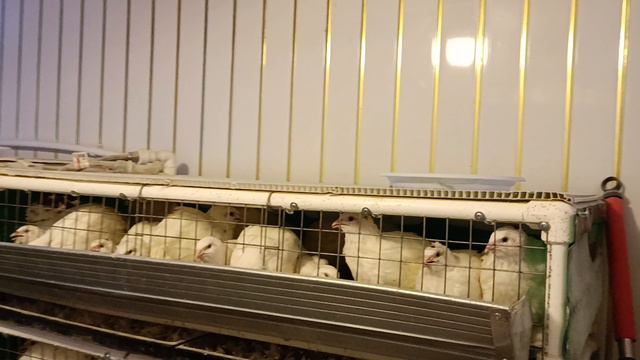 Вентиляция в перепелятнике