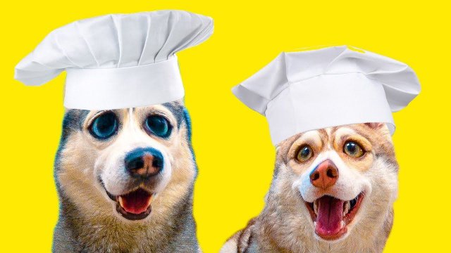 DOGVLOG: ХАСКИ ГОТОВЯТ ОЛАДУШКИ!! (Хаски Бандит) Говорящая собака