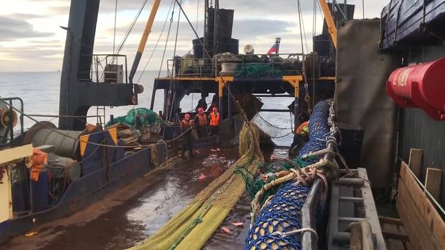 Первый подъём трала в рейсе. Окунь Бутес