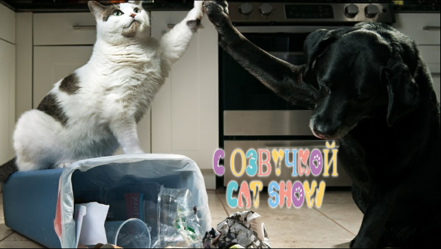 Приколы с котами!? Самые ?смешные животные 2023 С ОЗВУЧКОЙ