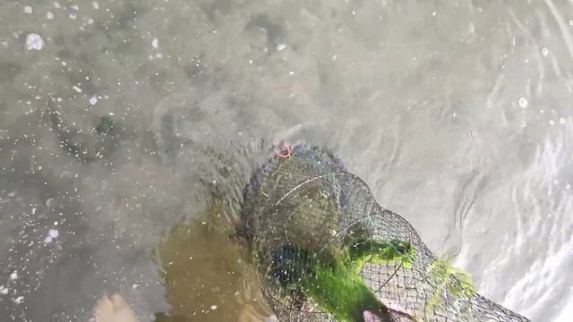 Рыбалка на верши, ятеря, морды!!! С этой снастью без рыбы вы не останетесь!!!