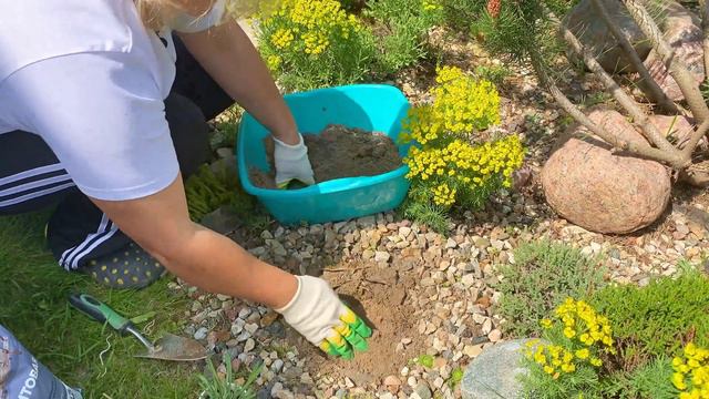 Эдельвейс, посадка и уход