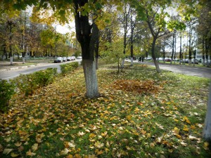 Листва на бульваре города Московский