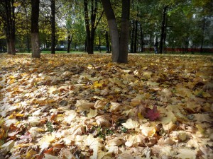 Осенняя листва около универмага Московский