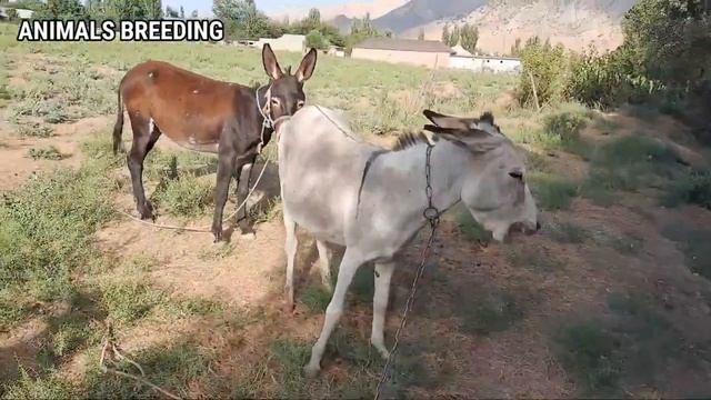 donkey making love to girlfriend
