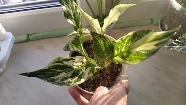 Спатифиллум в Лечузу