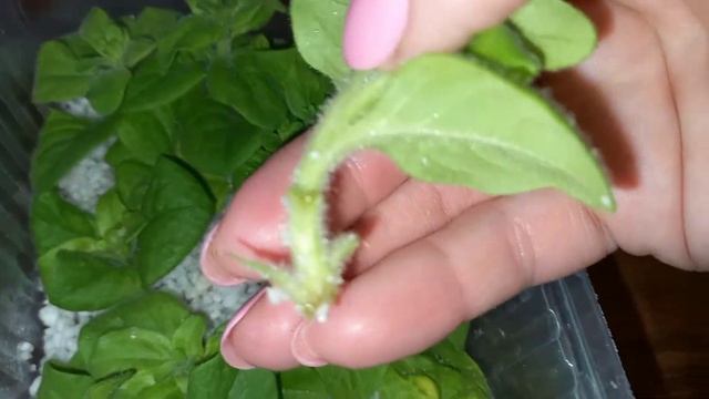 ?ЧЕРЕНКИ ПЕТУНИИ УКОРЕНИЛИСЬ!?Видео в доказательство,что перлит -классная вещь!? #петуния