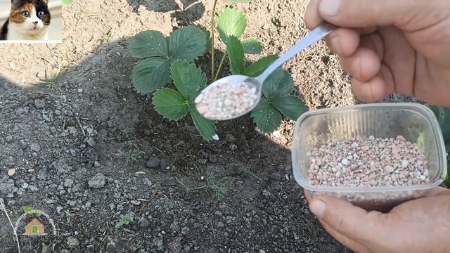 Чем подкормить клубнику осенью в сентябре под зиму