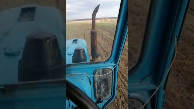 Сеем эспарцет на сено.