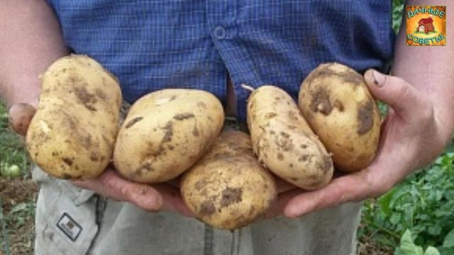Ранний картофель в Июне Сажаю теперь только Так Дачные Советы и Секреты хорошего урожая