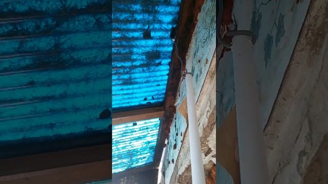 Как прогнать голубей с балкона