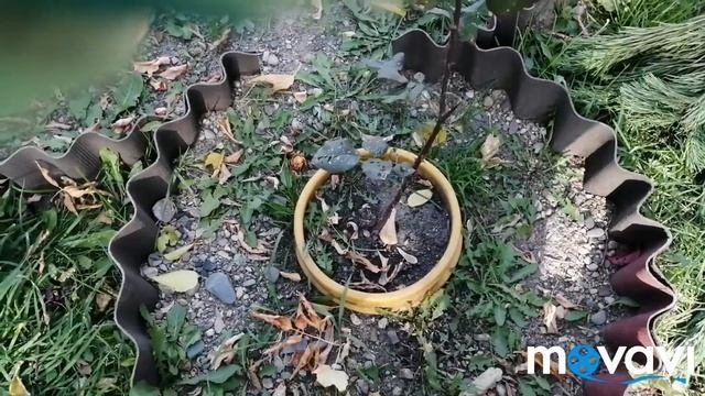 Укрываем розы на зиму лапником.