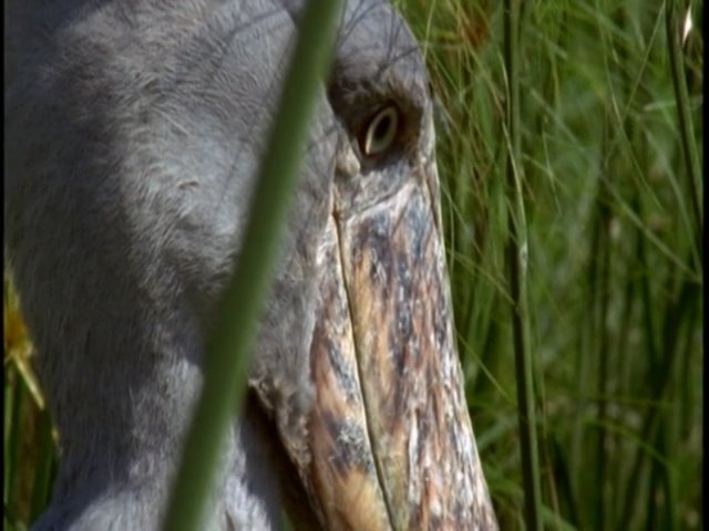 Дикая природа Африки (Wild Wonders: Africa)