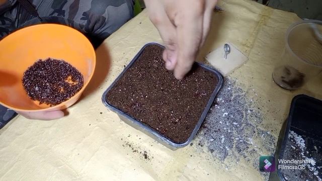 How To Grow cactus from seeds|Astrophytum|urdu|Hindi