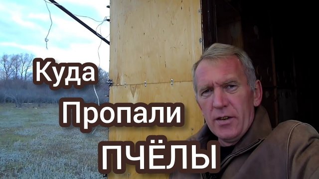 Гибель или слет пчел осенью. Коллапс пчел или варроатоз пчел.