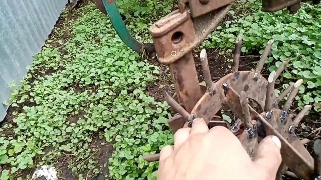 Всходы картошки2021. Самодельные Ежи для прополки картофеля.