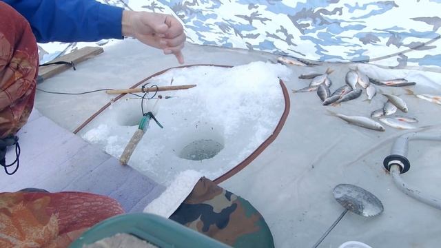 Рыбалка в Александровке #2. Ловля плотвы (сорожки) зимой на балансирный кивок Щербакова