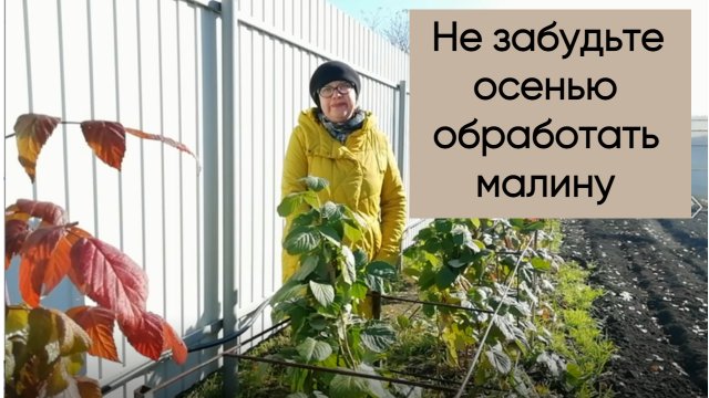 Не забудьте обработать малину осенью.
